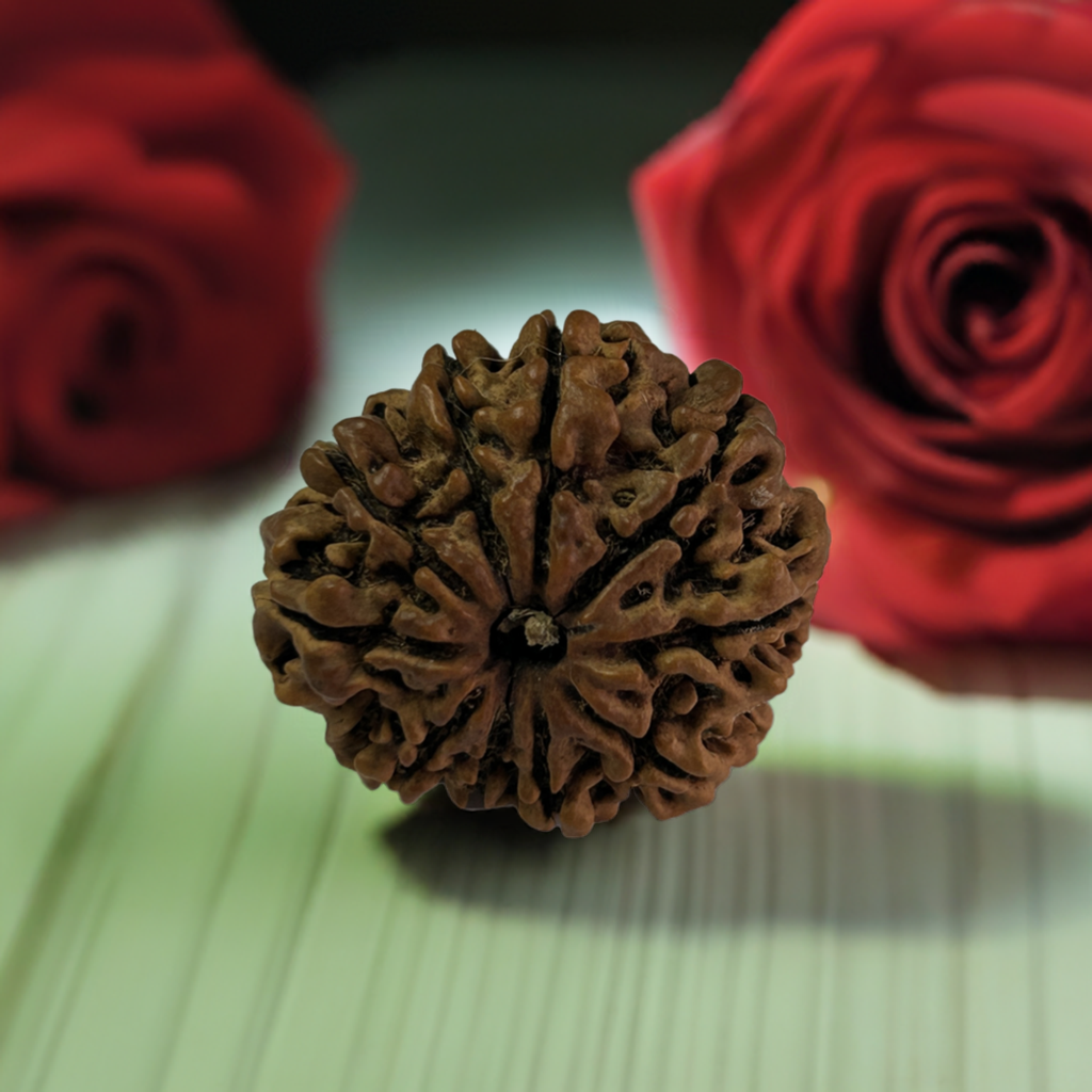 Nepal Origin 10 Mukhi Rudraksha
