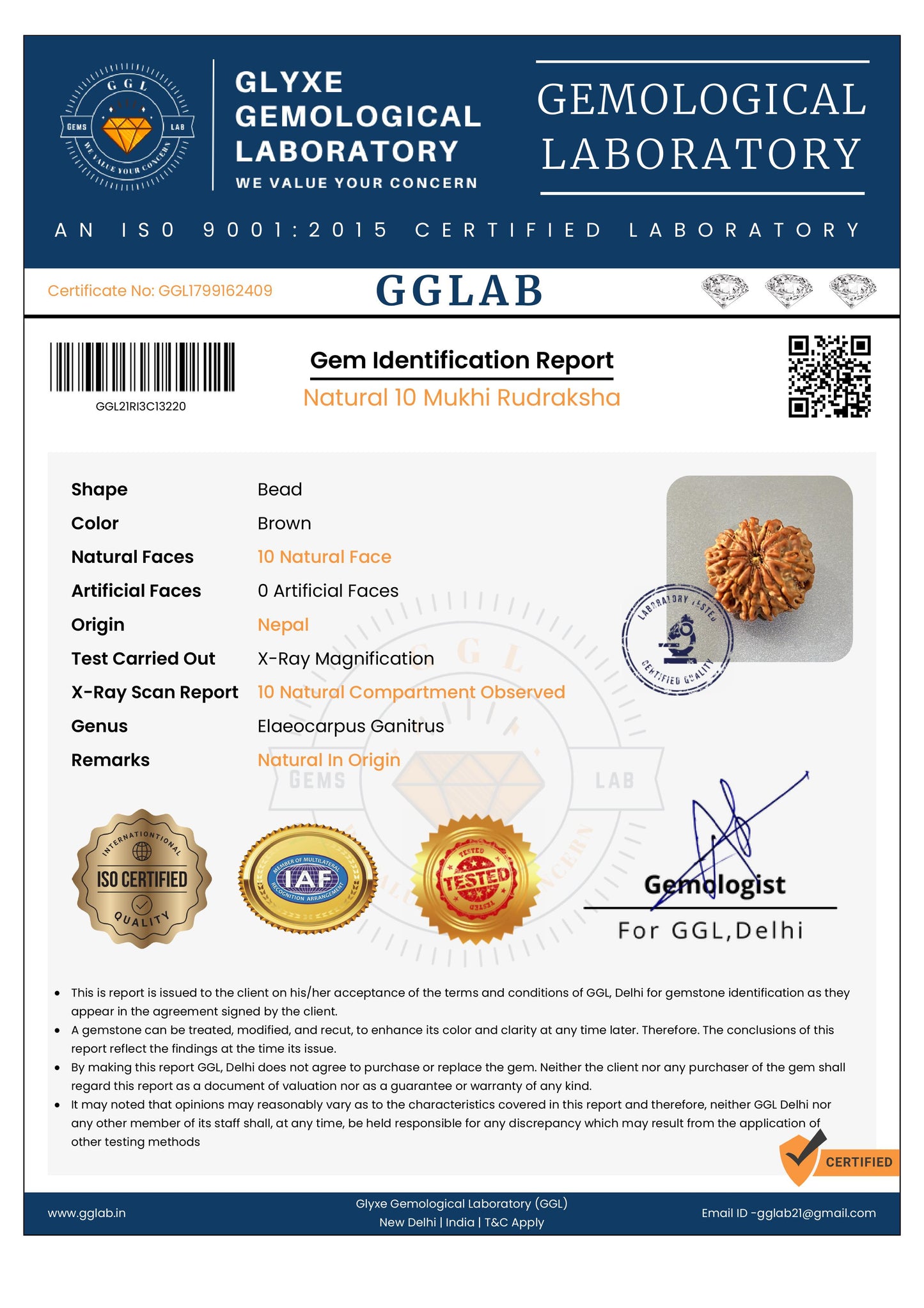 Nepal Origin 10 Mukhi Rudraksha