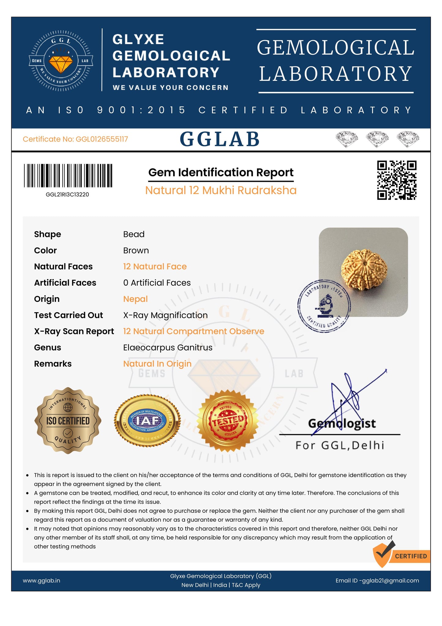 Nepal Origin 12 Mukhi Rudraksha