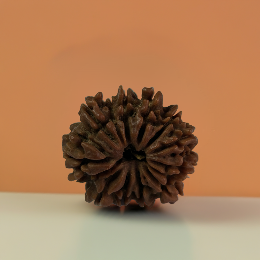 Nepal Origin 14 Mukhi Rudraksha