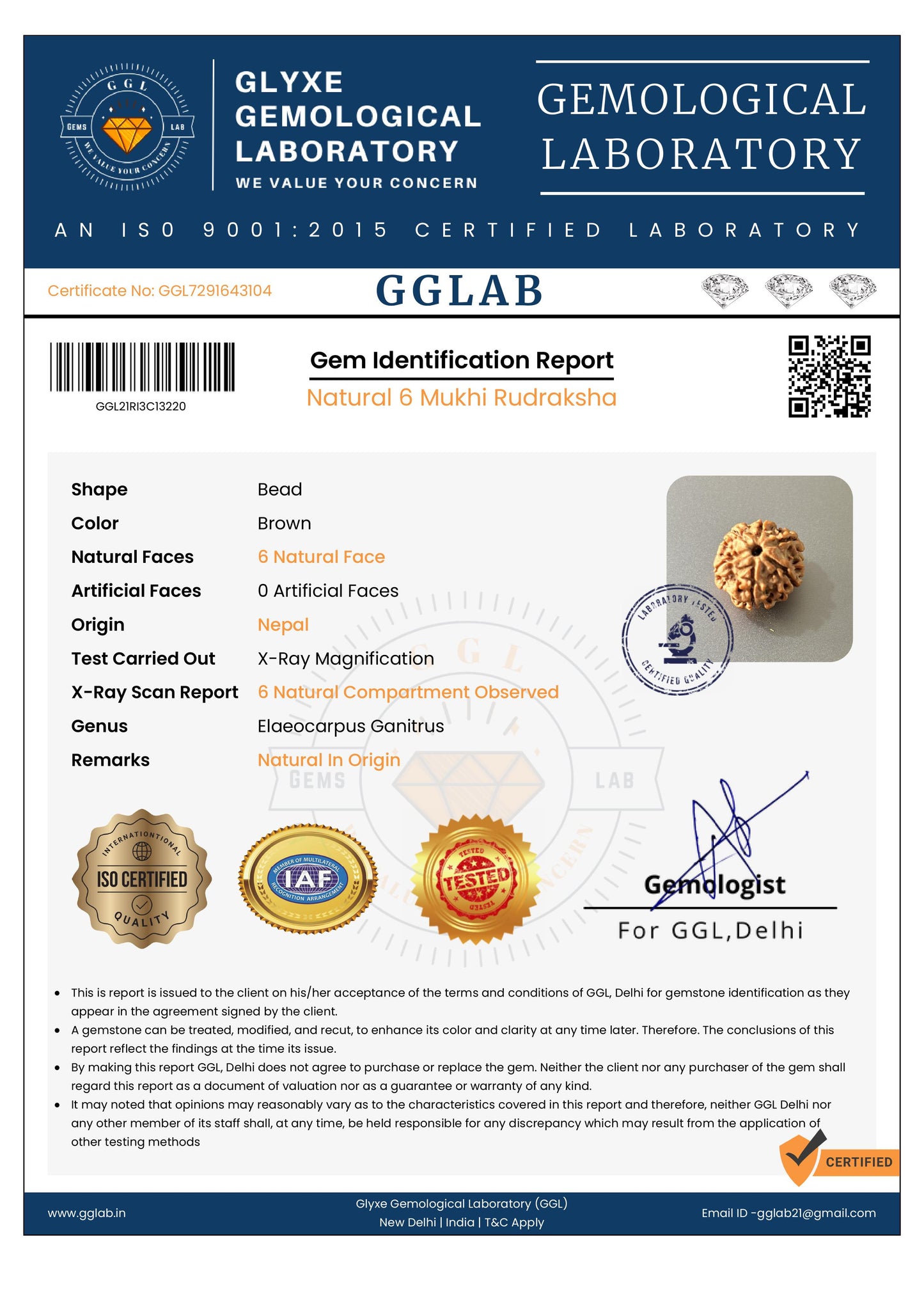 Nepal Origin 6 Mukhi Rudraksha