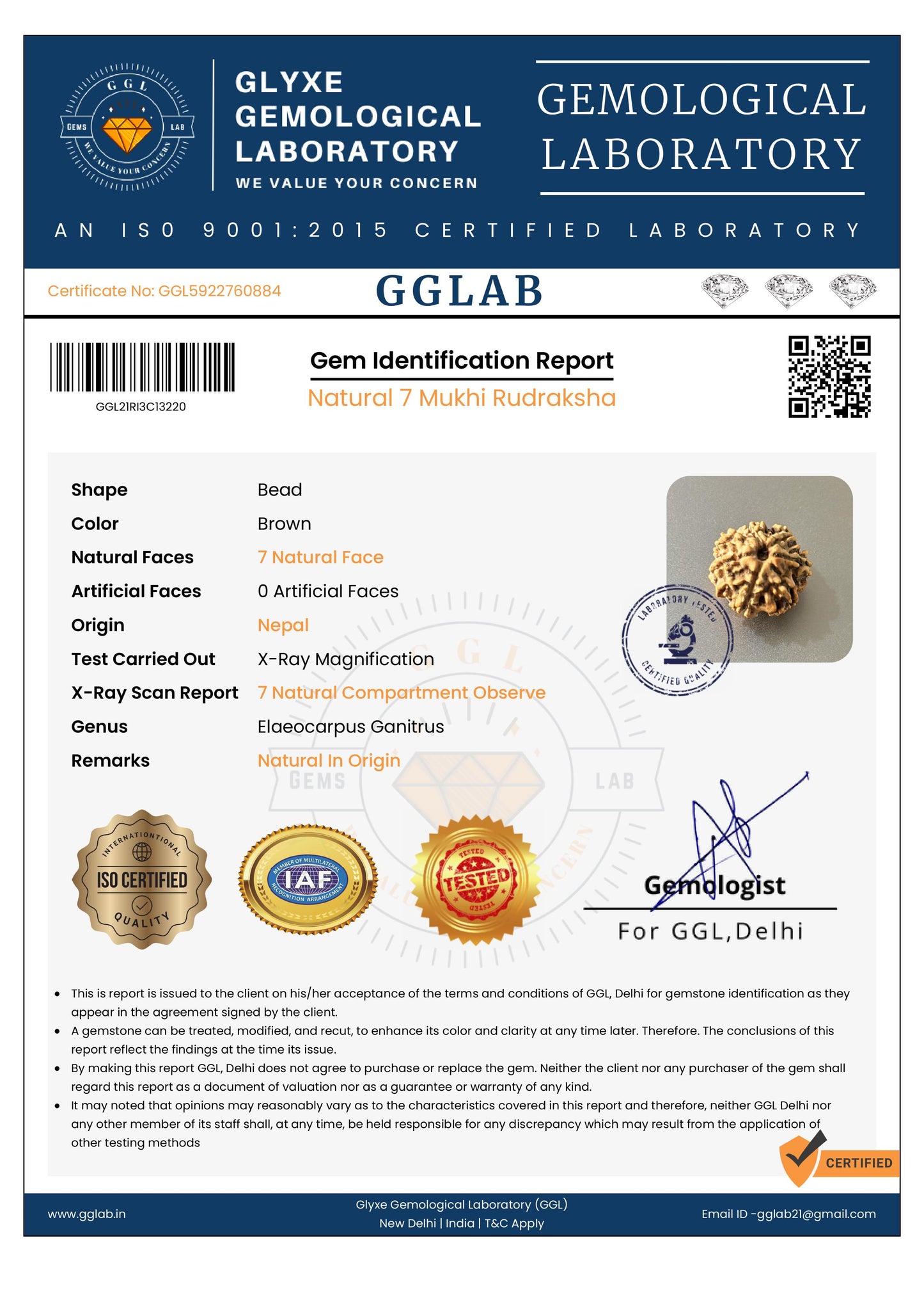 Nepal Origin 7 Mukhi Rudraksha