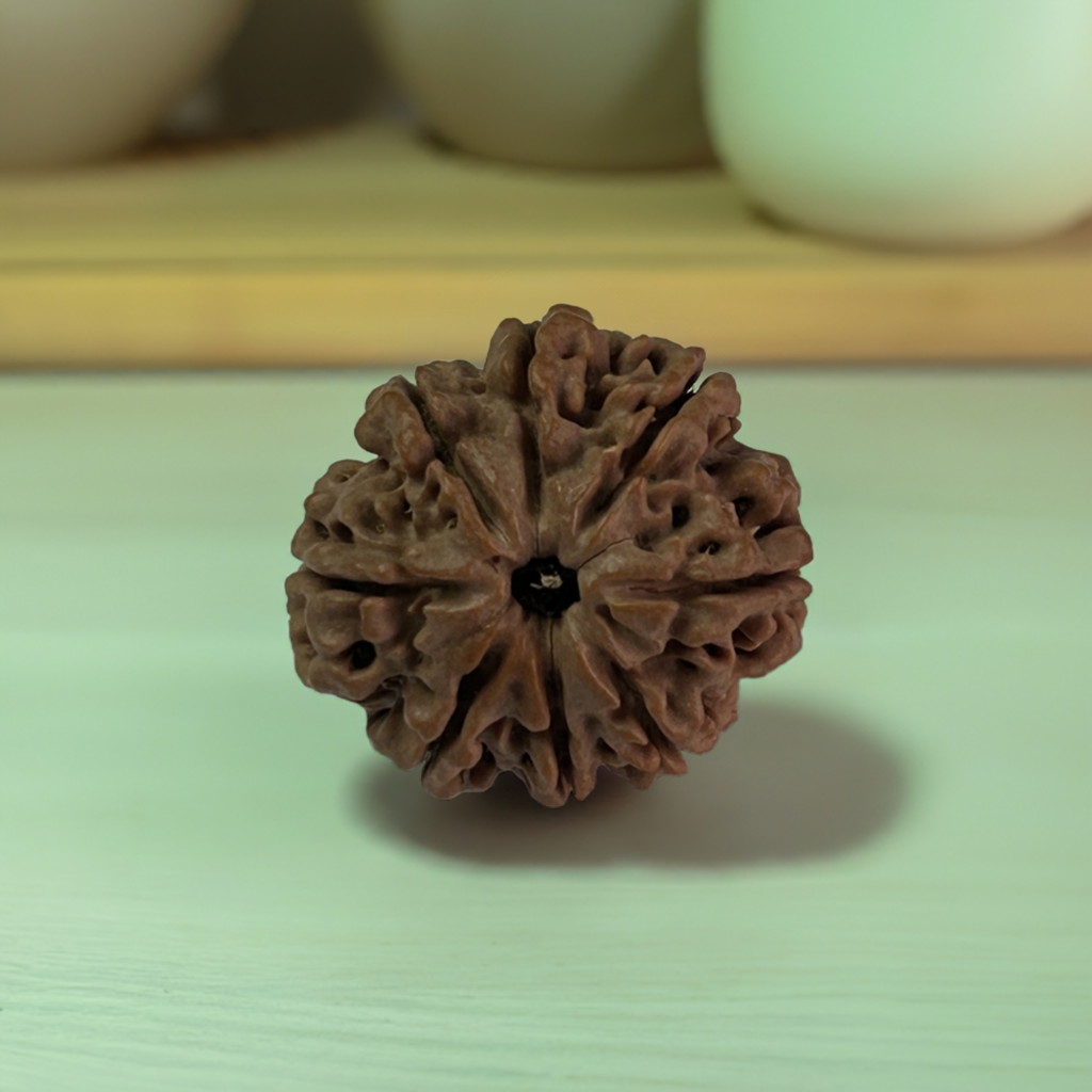Nepal Origin 8 Mukhi Rudraksha