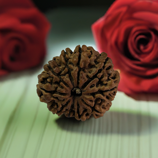 Nepal Origin 10 Mukhi Rudraksha