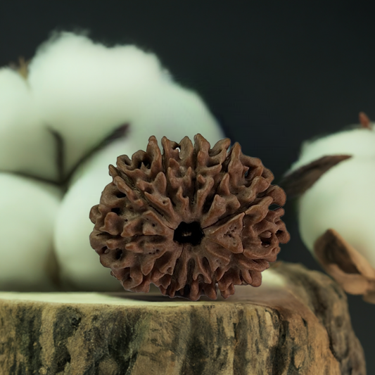 Nepal Origin 11 Mukhi Rudraksha