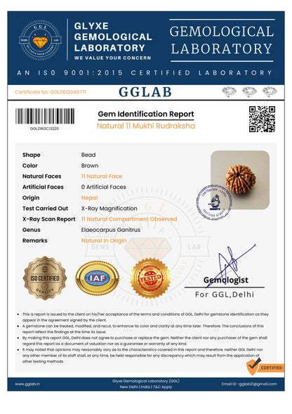 Nepal Origin 11 Mukhi Rudraksha