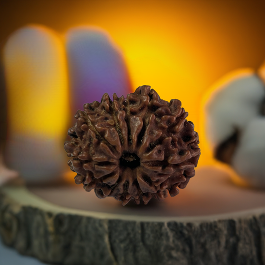 Nepal Origin 12 Mukhi Rudraksha