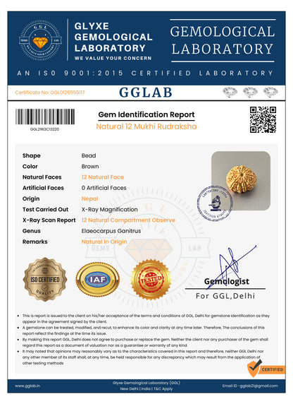 Nepal Origin 12 Mukhi Rudraksha