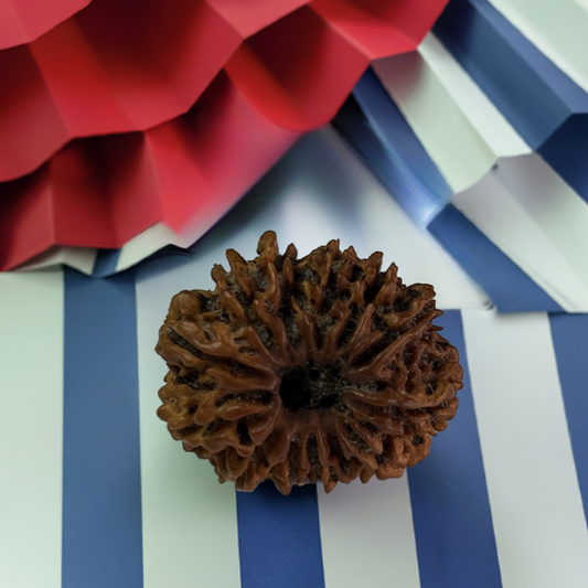 Nepal Origin 13 Mukhi Rudraksha