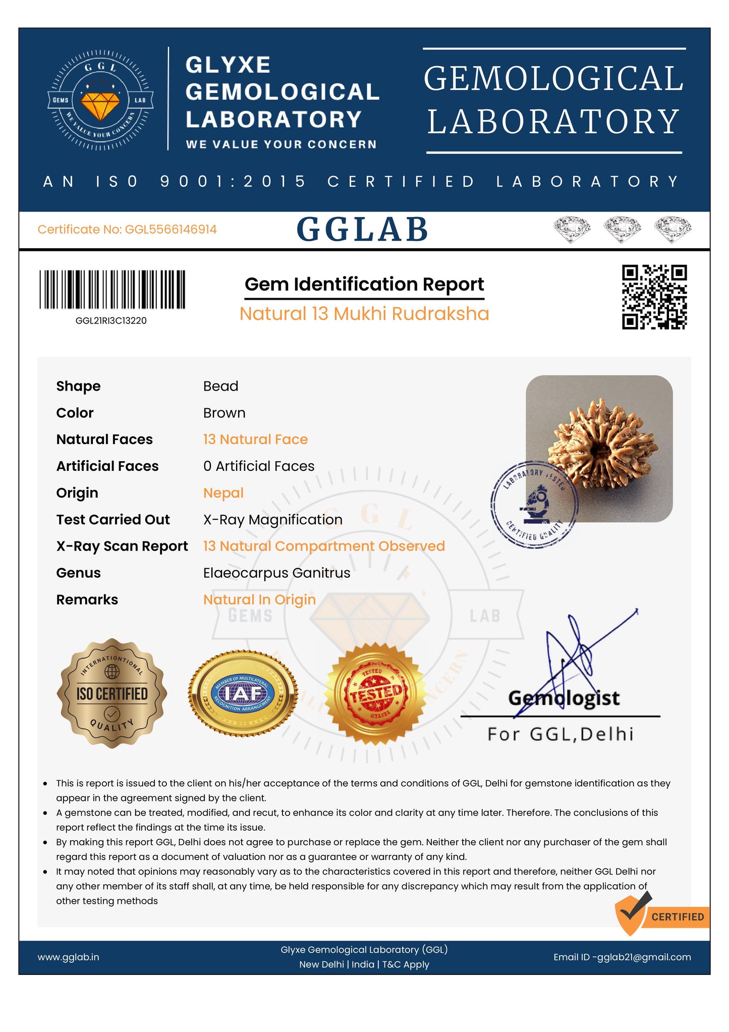 Nepal Origin 13 Mukhi Rudraksha