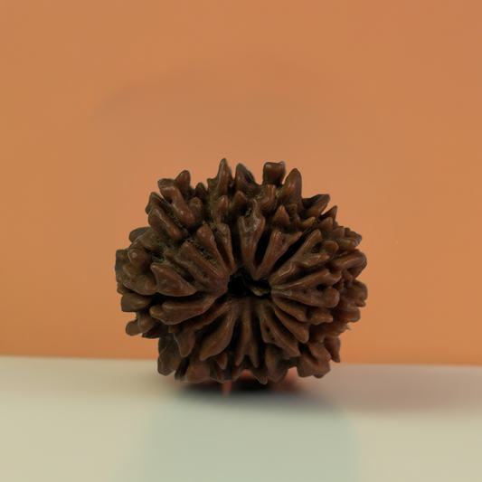 Nepal Origin 14 Mukhi Rudraksha