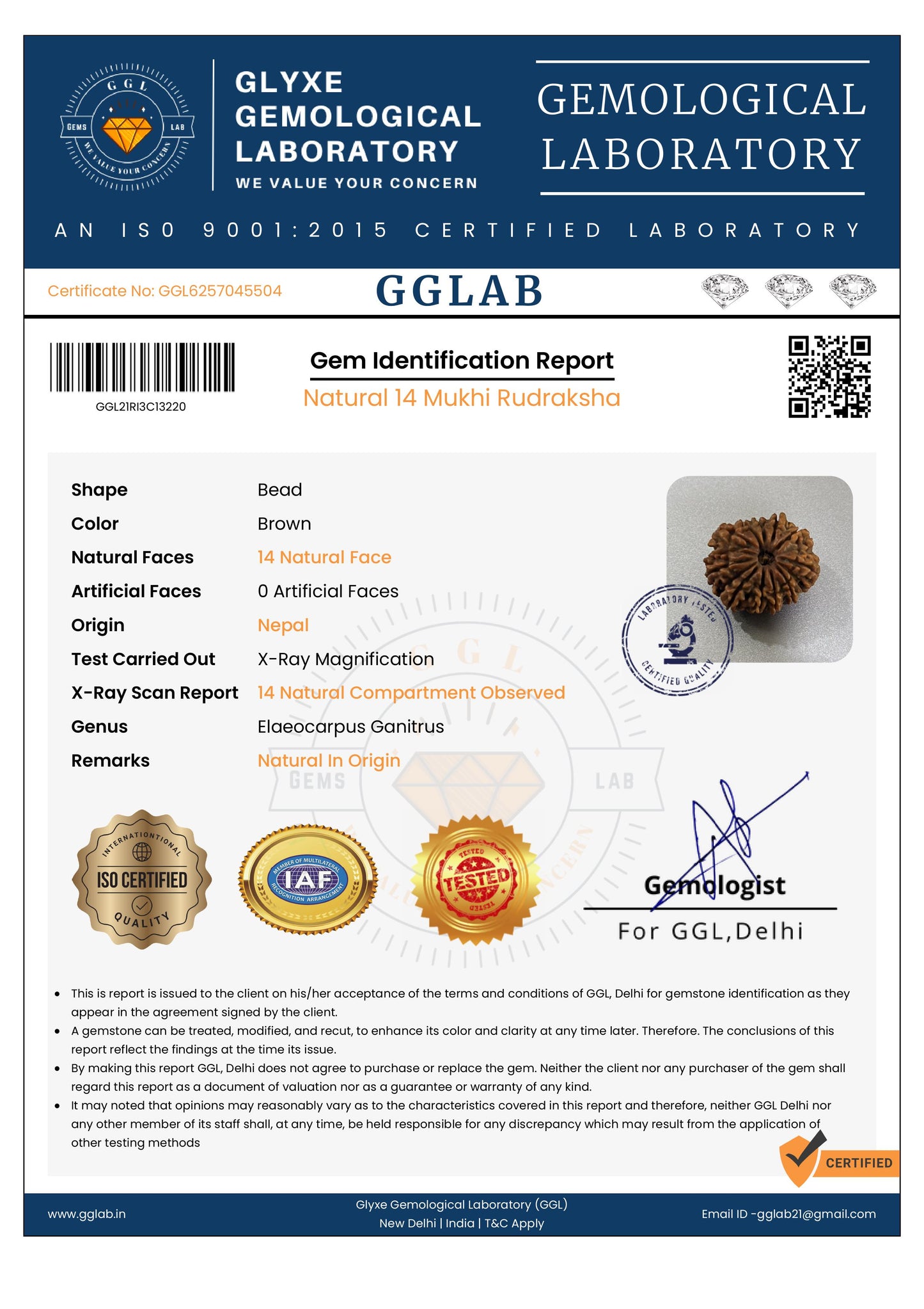 Nepal Origin 14 Mukhi Rudraksha