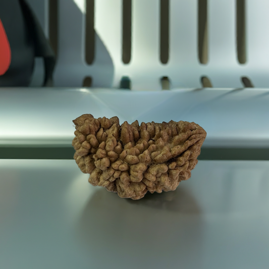 Ek Mukhi Rudraksha