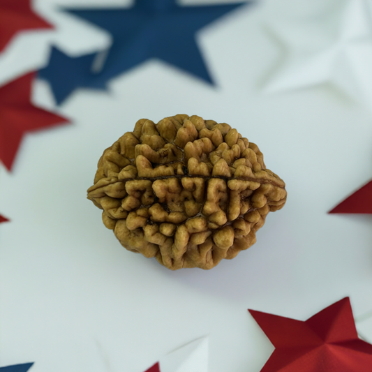 Nepal Origin 2 Mukhi Rudraksha