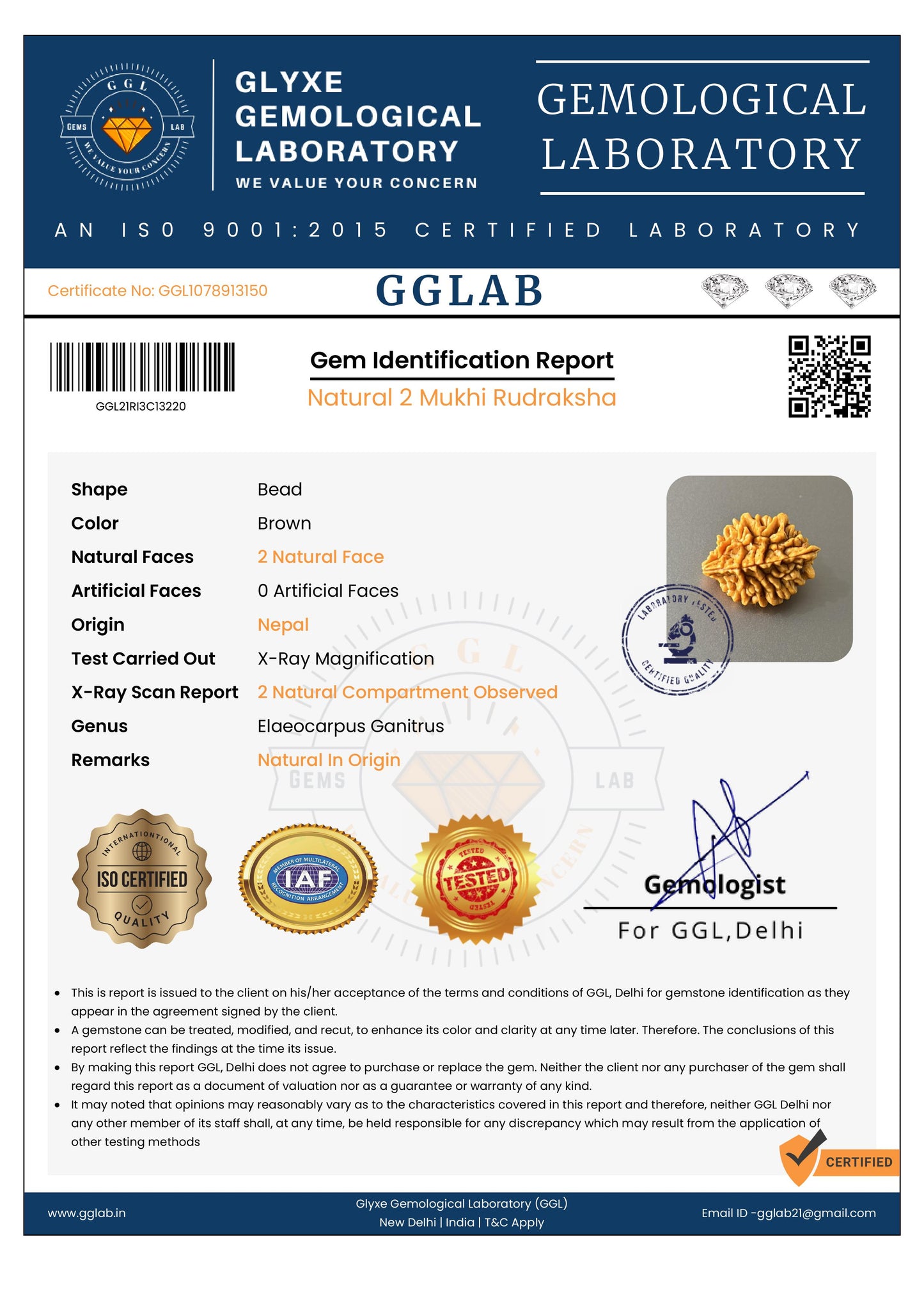 Nepal Origin 2 Mukhi Rudraksha