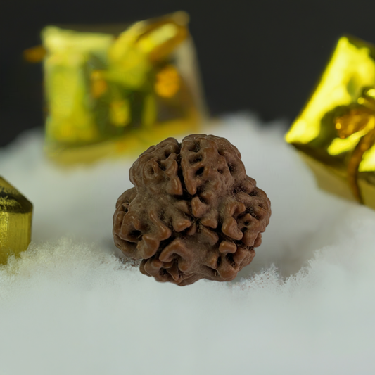 Nepal Origin 3 Mukhi Rudraksha