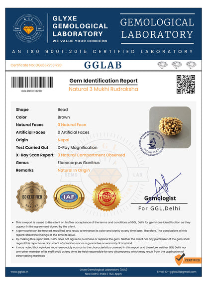 Nepal Origin 3 Mukhi Rudraksha
