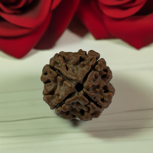 Nepal Origin 4 Mukhi Rudraksha