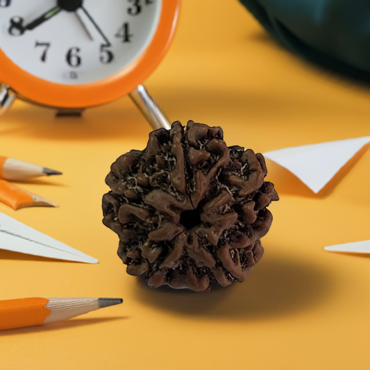 Nepal Origin 5 Mukhi Rudraksha