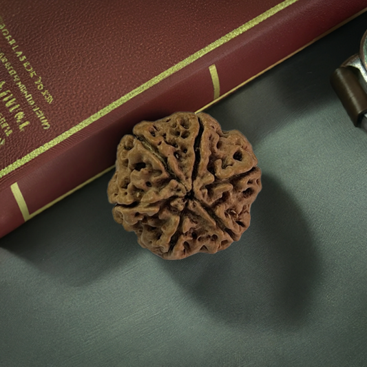 Nepal Origin 6 Mukhi Rudraksha