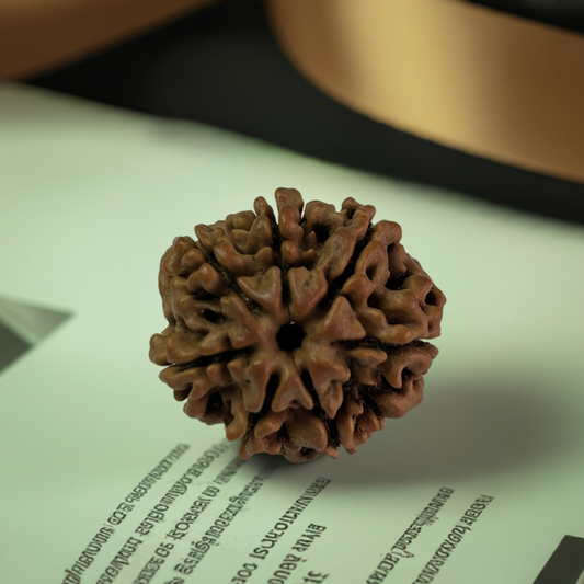 Nepal Origin 7 Mukhi Rudraksha