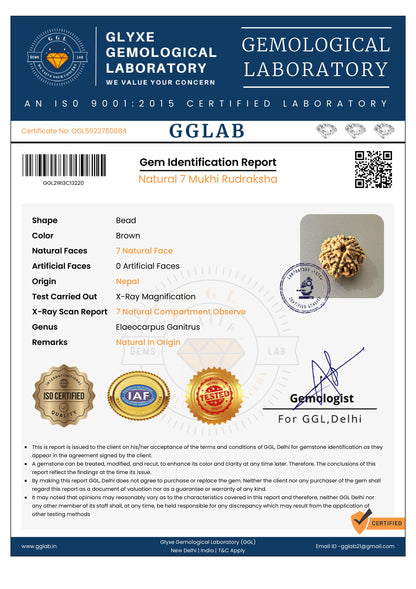 Nepal Origin 7 Mukhi Rudraksha