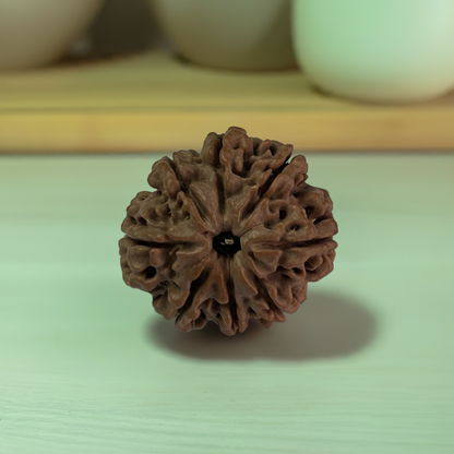 Nepal Origin 8 Mukhi Rudraksha