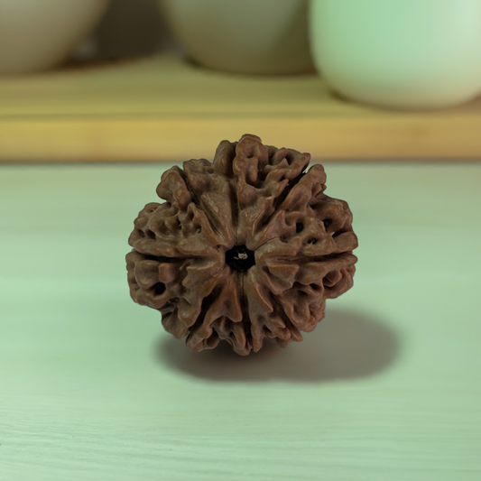 Nepal Origin 8 Mukhi Rudraksha