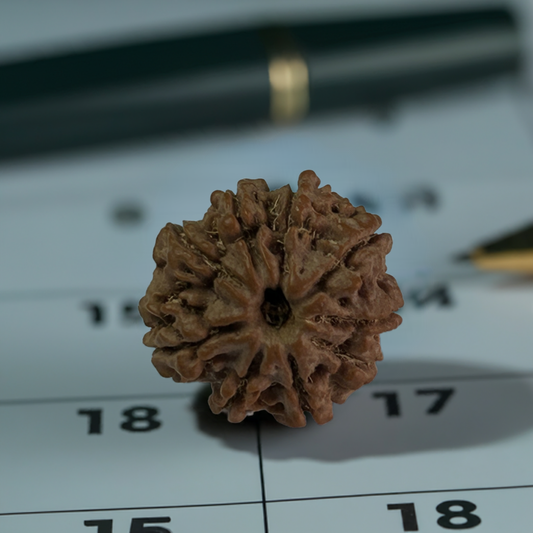 Nepal Origin 9 Mukhi Rudraksha